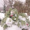 Прекрасная махровая астра в этом году толком не успела зацвести. Aster in ice.      
