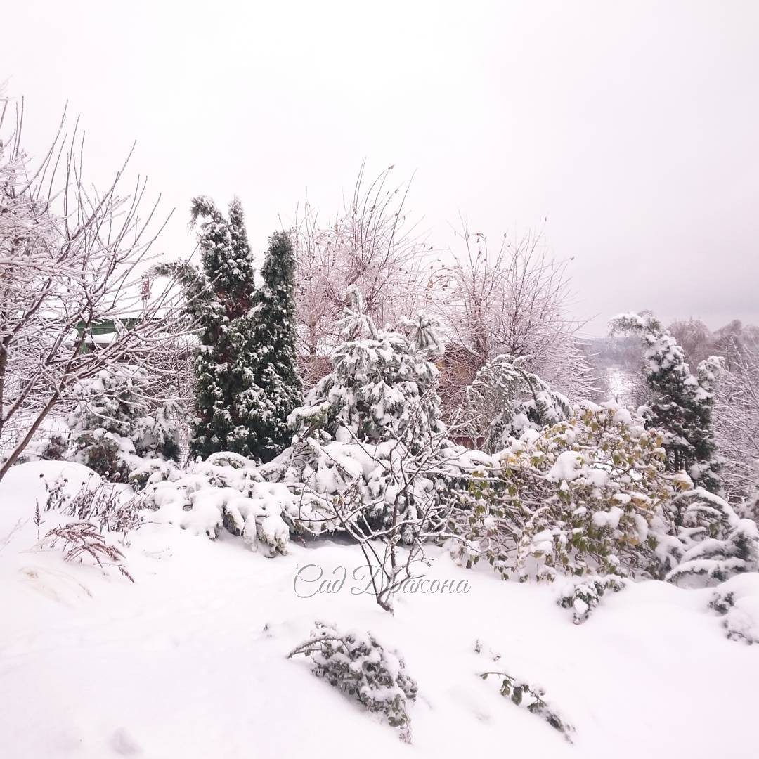 Причудница - зима растрепала наши туи.?? Конечно, нужно было связать.... Freezing rain messed up our arborvitae....