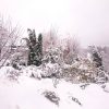 Причудница - зима растрепала наши туи.❄🤔 Конечно, нужно было связать.... Freezing rain messed up our arborvitae....