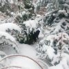 Найди кота