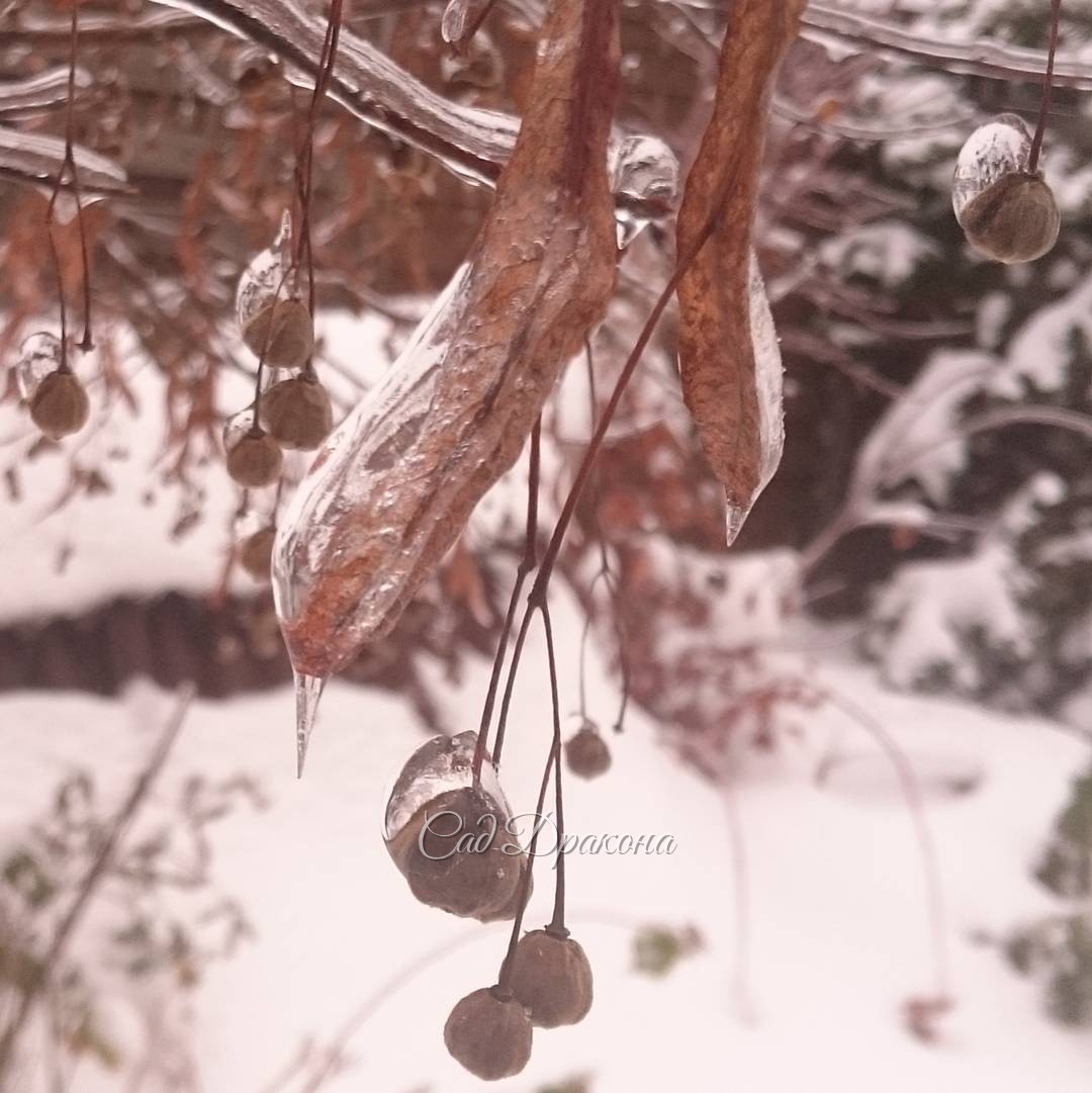 Плоды липы. Tilia platyphyllos. Fruits linden.