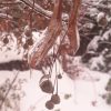 Плоды липы. Tilia platyphyllos. Fruits linden.