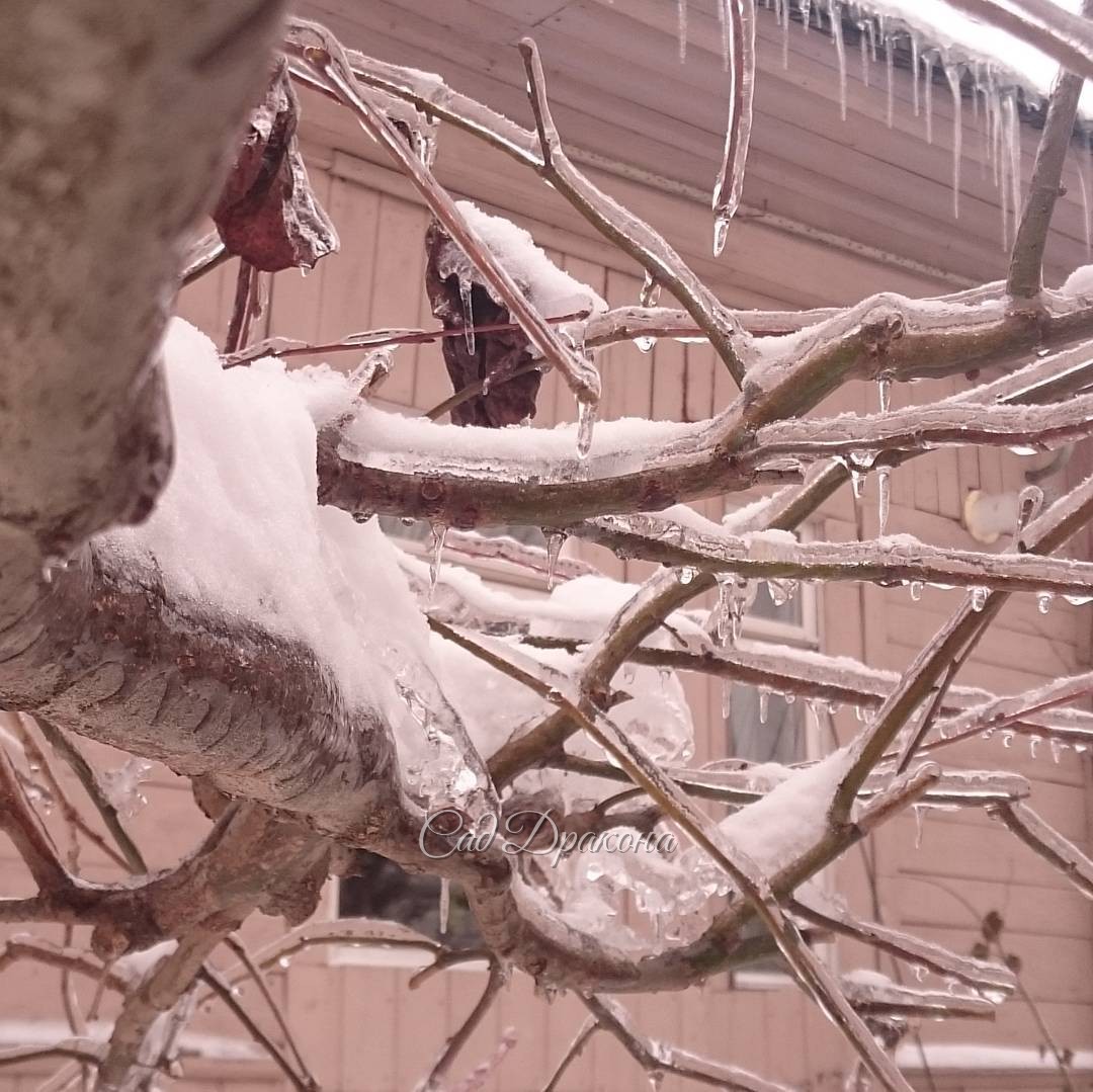 Ветка липы. ? The branch of a linden.