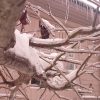 Ветка липы. 🌿 The branch of a linden.