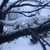 Тает лёд на деревьях, образуя причудливые формы. Наверное потому, что нагревается ветка, и таяние идёт изнутри. 💦 The ice is melting in the trees, forming strange shapes.👻 фото    