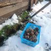 Мы посадили чеснок. Конечно, надо было пораньше... Фото
