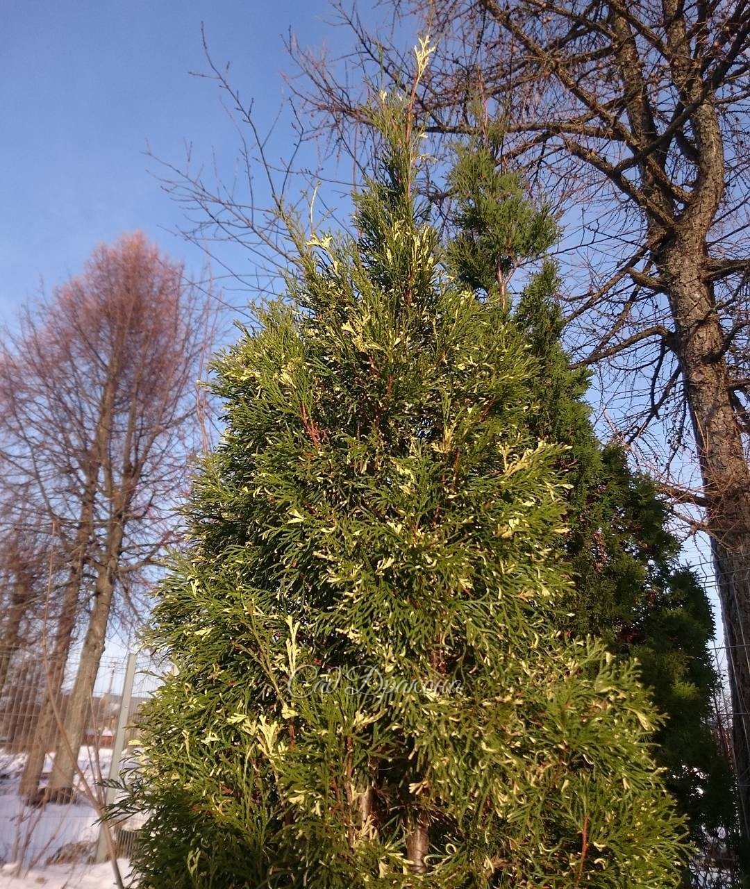 Туя с пёстрой хвоей оживляет зимнюю картину.?? Thuja with variegated needles enlivens the winter picture.