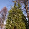 Туя с пёстрой хвоей оживляет зимнюю картину.☀🌲 Thuja with variegated needles enlivens the winter picture.