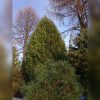Лёд растаял и воспряли! ☀ 🌲 На переднем плане сосна обыкновенная ( не горная!) "Globosa Viridis". Она, кроме необычной формы, интересна тем, что отрастает два раза за сезон, весной, и потом осенью очень короткими иголочками. За ней красавица Вагнера. фото