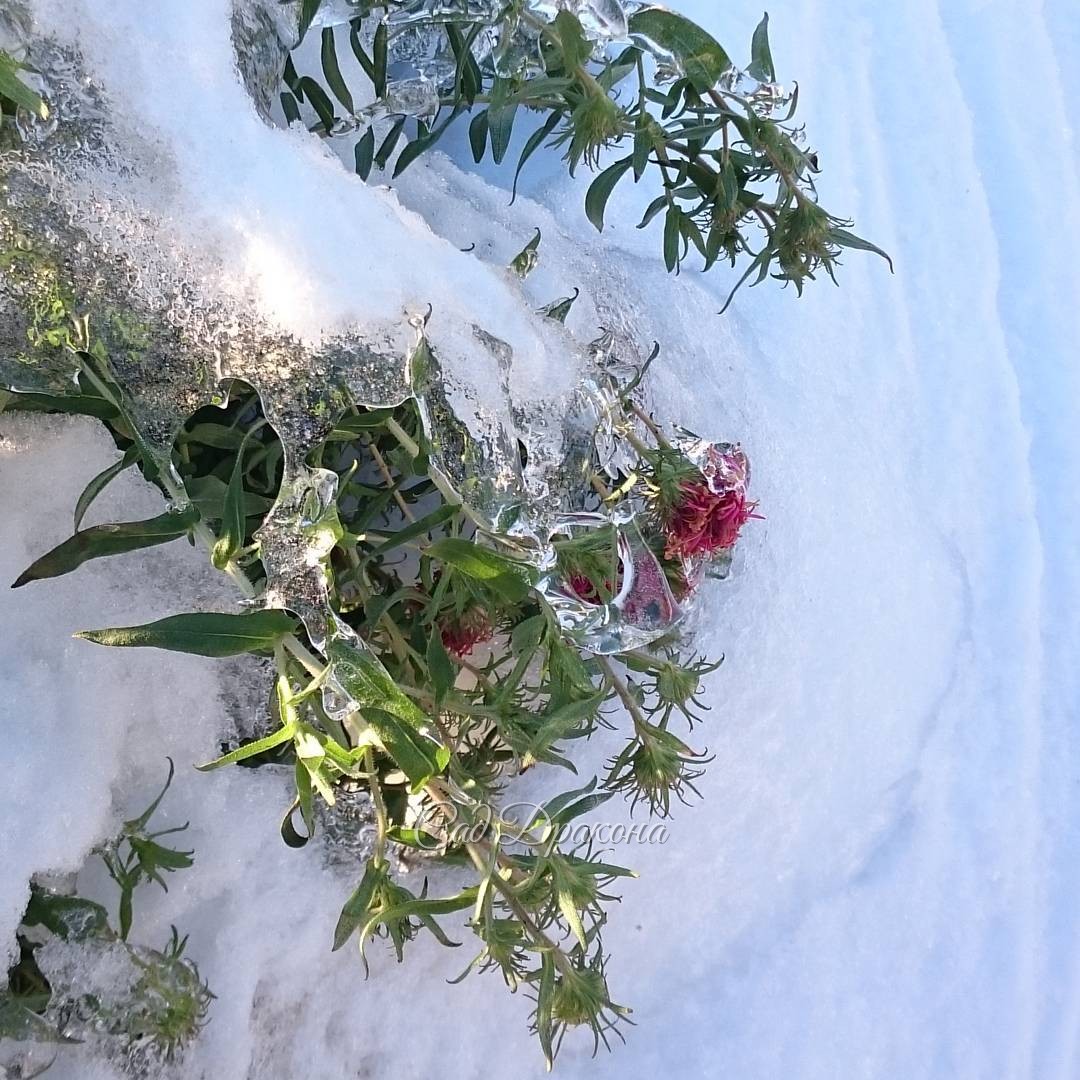 Освобождаются из ледяного плена.? Может, зацветут? ? Exempt from the ice captivity. ? Maybe bloom? ?      