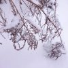 Волжанка под снегом, тогда ещё лёгким. ❄ фото сделано до ледяных дождей.)          