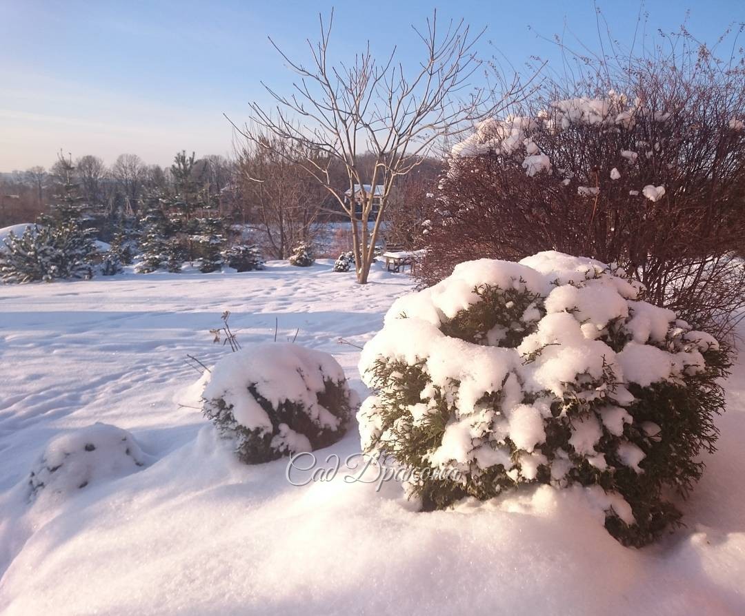 Какое счастье - солнечный день, вот бы и завтра такой!??Sunny winter day in our garden.         