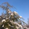 Тсуга канадская - дерево с ажурными поникающими побегами - выглядит очень необычно.) 💚🌲Tsuga canadensis - tree with unusual delicate shoots.