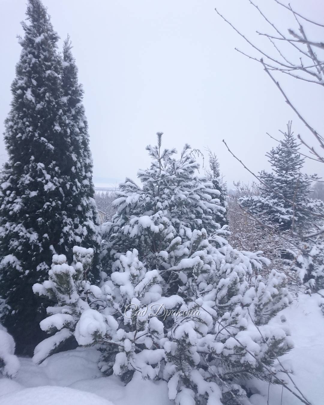 Заснеженные. ??Snow covered conifers "Wintergold", " Blue Shag", "Smaragd" и, вдалеке, "Edith              