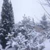 Заснеженные. 🌲❄Snow covered conifers "Wintergold", " Blue Shag", "Smaragd" и, вдалеке, "Edith              