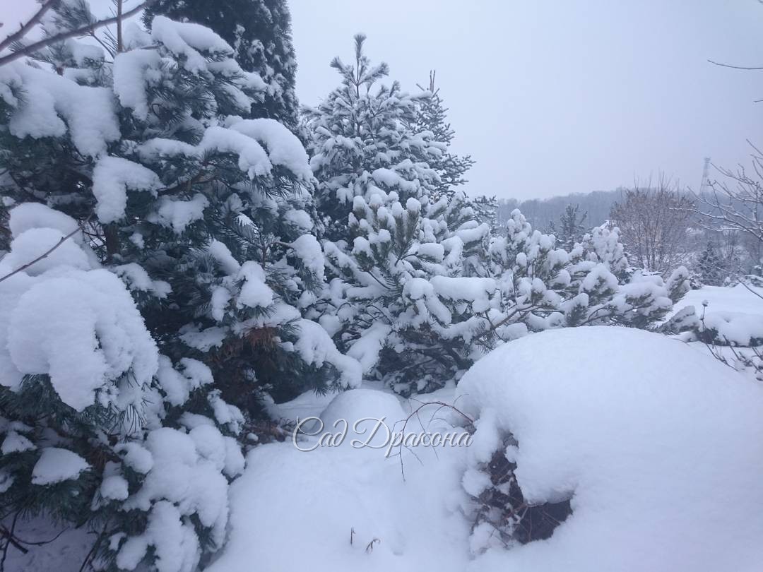 Сосны под снегом.? А сугробик - это стефанандра, - только веточка торчит. Pines under the snow.