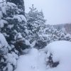 Сосны под снегом.❄ А сугробик - это стефанандра, - только веточка торчит. Pines under the snow.