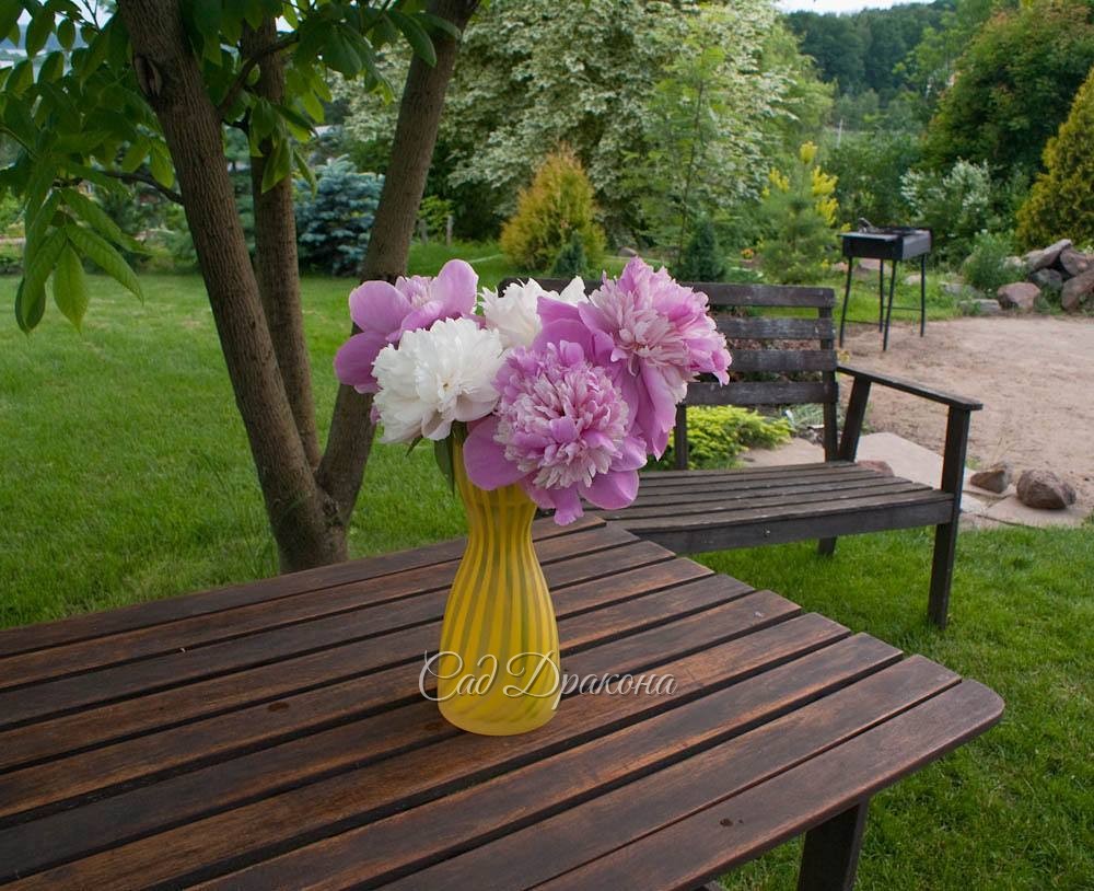 26 июня 2016г. Букет поздних пионов.? Bouquet of peonies, flowering at the late of the season.?