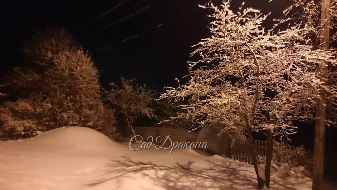Слива в свете фонаря морозный ночью.?? Plum in the lantern light, frosty night.