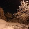 Слива в свете фонаря морозный ночью.❄🌝 Plum in the lantern light, frosty night.
