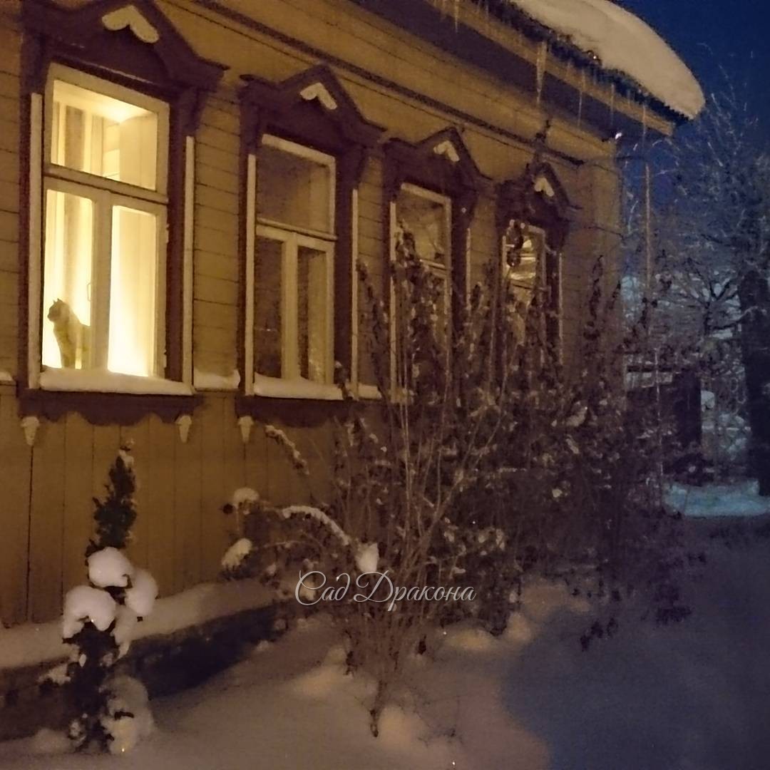 Ночной кот. ?Кто угадает: рыжий или чёрный??? Cat in the window. Red or black?