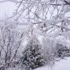 На сахарном клёне последние листья...