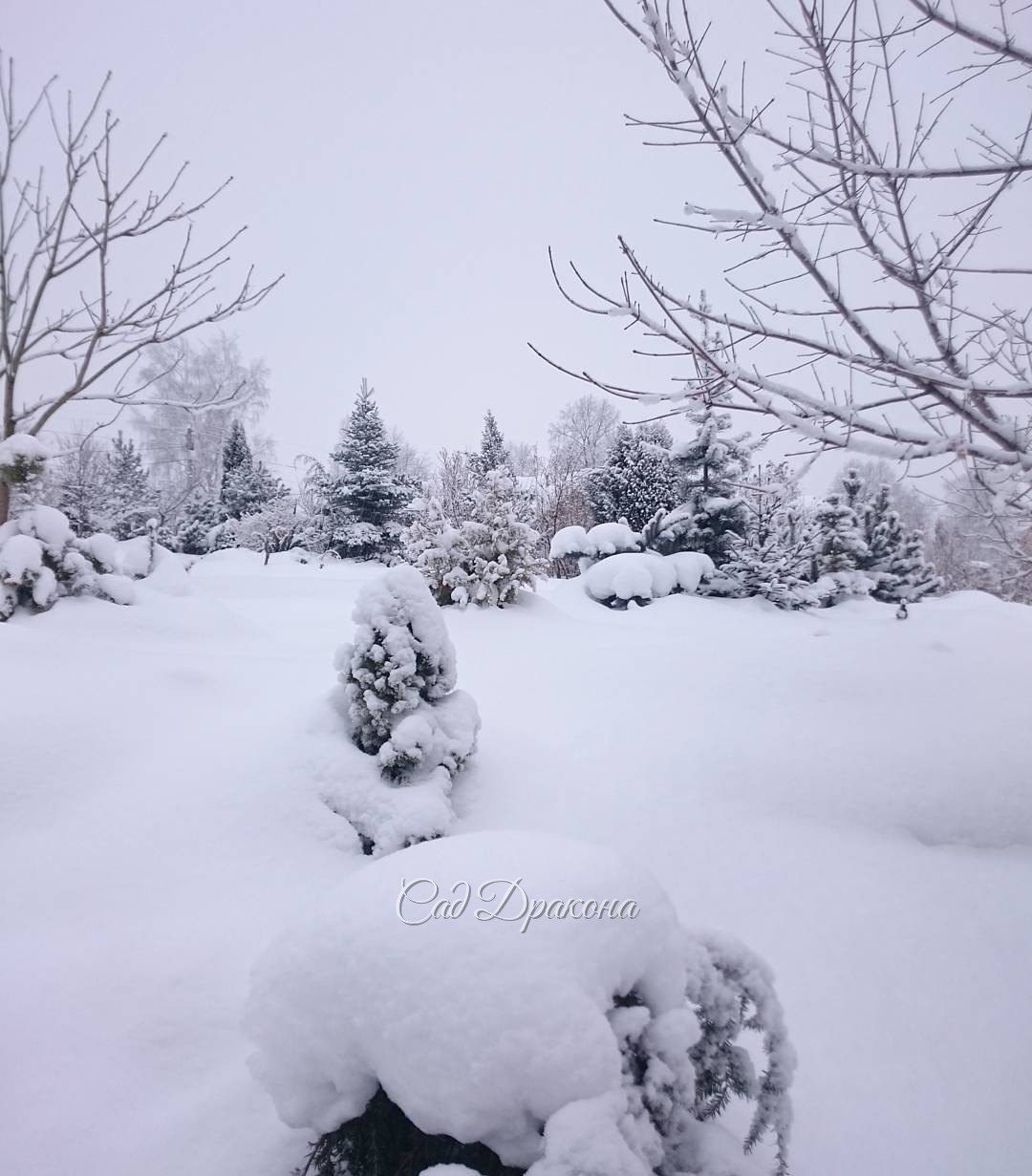 Сегодня новогодне.)) ?? Such weather everyone wants for Christmas?????