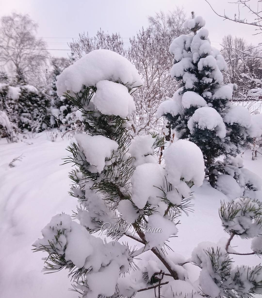 Пока ветер не сдул весь снег ? Pinus mugo "Argenteamarginata", Abies concolor "Compacta".??