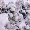 Пока ветер не сдул весь снег ❄ Pinus mugo "Argenteamarginata", Abies concolor "Compacta".🌲❄