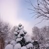 Где птичка? 🐦❄ Frost, -13, well, that today we have bought seeds for the tits.❄🐦🐦🐦