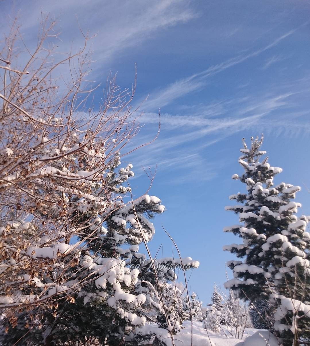 Такая радость видеть голубое небо.???Пусть мороз! ? ? See blue sky, it is joy!?