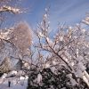 И сад веселее смотрит.☀ In sunny weather, the garden looks more fun ☀☺❄