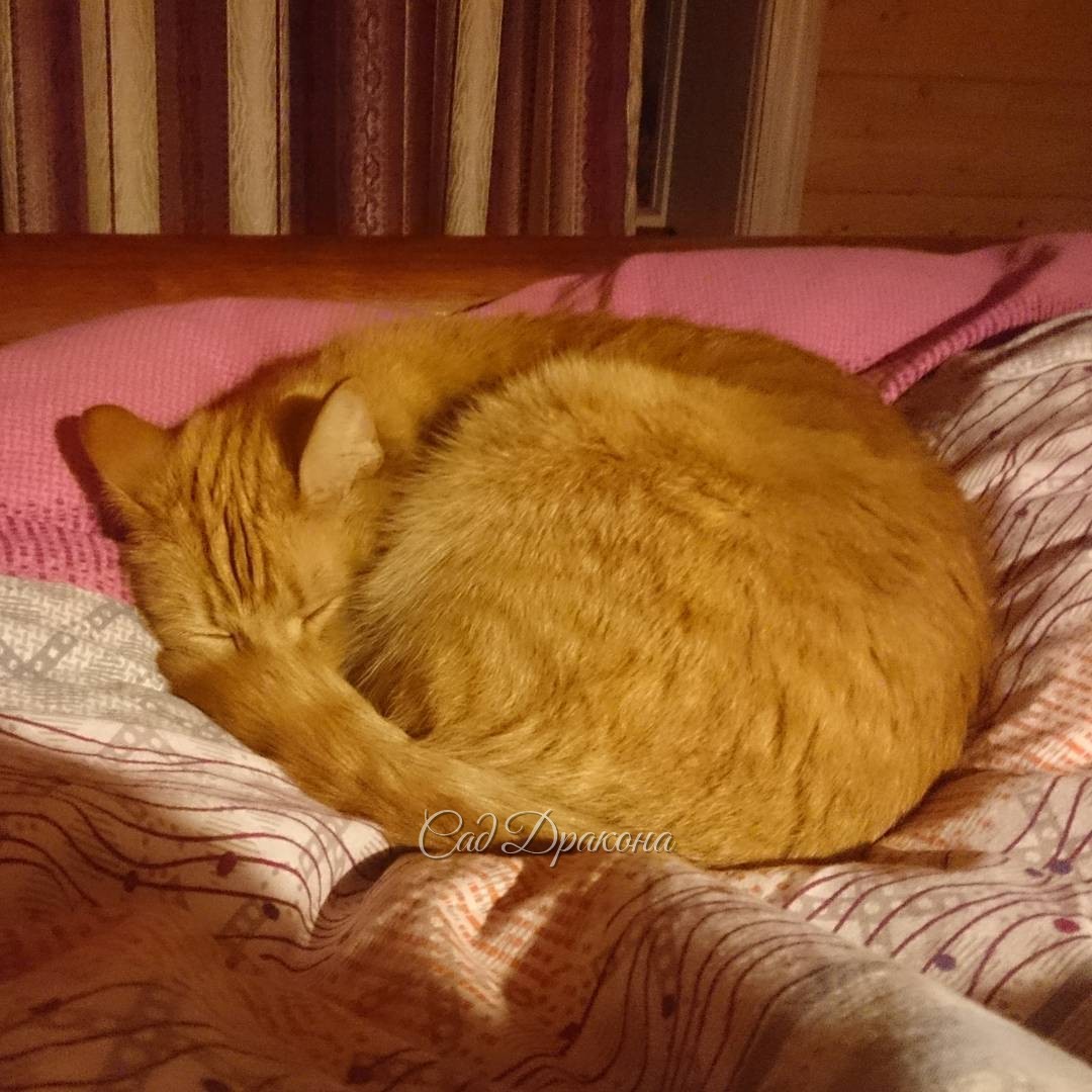 Спокойной ночи! ? Good night and sweet dreams... ?