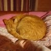 Спокойной ночи! 😚 Good night and sweet dreams... 😻