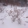 Зимой хорошо видно, как закручены веточки лещины формы "Contorta".