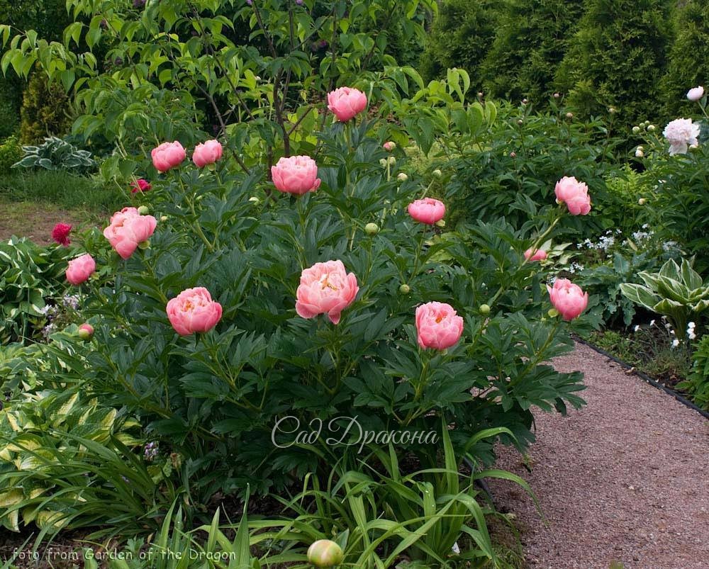 Зацветающий куст "Pink Hawaiian Coral".