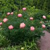 Зацветающий куст "Pink Hawaiian Coral".