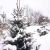 Этой зимой у нас, на севере Подмосковья, снега очень много, и это, конечно, хорошо для растений. ❄🌿 ❄🌲❄🌳❄🌷❄ 🌿❄ С праздником Крещения! ✨