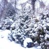Не перестаю удивляться, как на разные растения по-разному ложится снег ❄