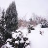 В январе в саду мало оттенков. ❄
