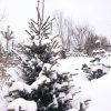 Этой зимой у нас, на севере Подмосковья, снега очень много, и это, конечно, хорошо для растений. ❄🌿 ❄🌲❄🌳❄🌷❄ 🌿❄ С праздником Крещения! ✨ @ Сад Дракона - частный ботанический сад