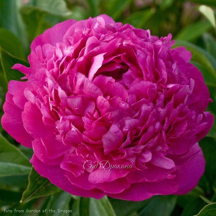 "Pink Jazz" (K. Klehm 1974г.) @ Сад Дракона - частный ботанический сад