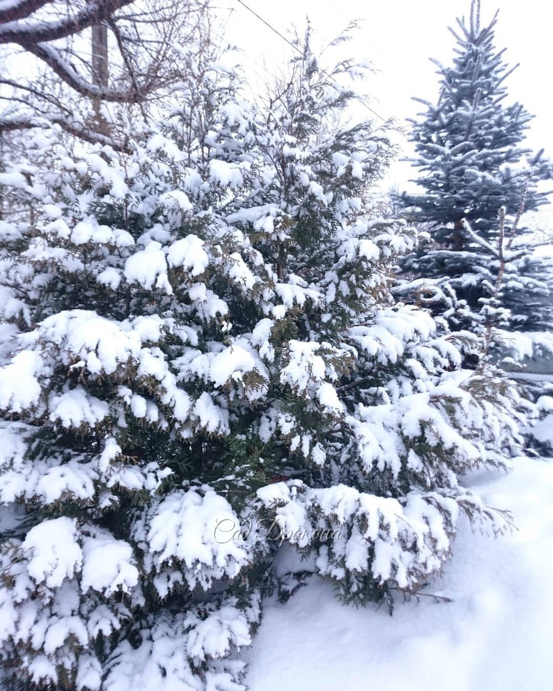Нас снова засыпает снегом ❄ @ Сад Дракона - частный ботанический сад