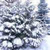 Нас снова засыпает снегом ❄ @ Сад Дракона - частный ботанический сад