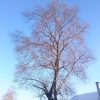 Деревенский старожил.