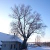 Старожил в контражуре. 🌳❄