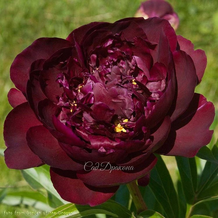 "Black Velvet" раскрывается.