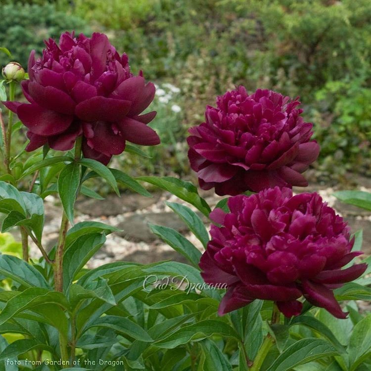 "Black Velvet"