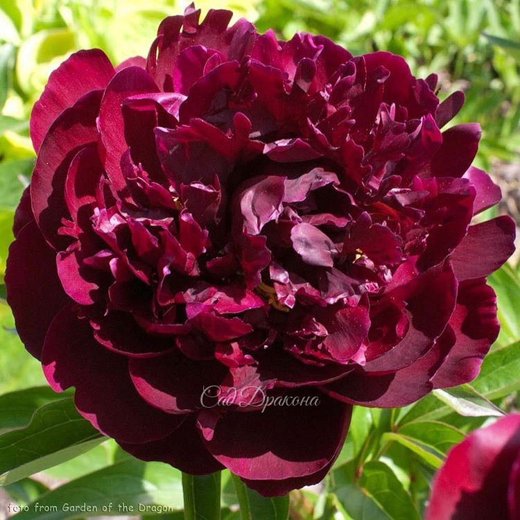 "Black Velvet" на солнце.