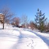 Длинные цветочные грядки - крылья видны и под снегом. Снега больше, чем по колено, как кошки 🐈не тонут - непонятно, их следы везде.🐾